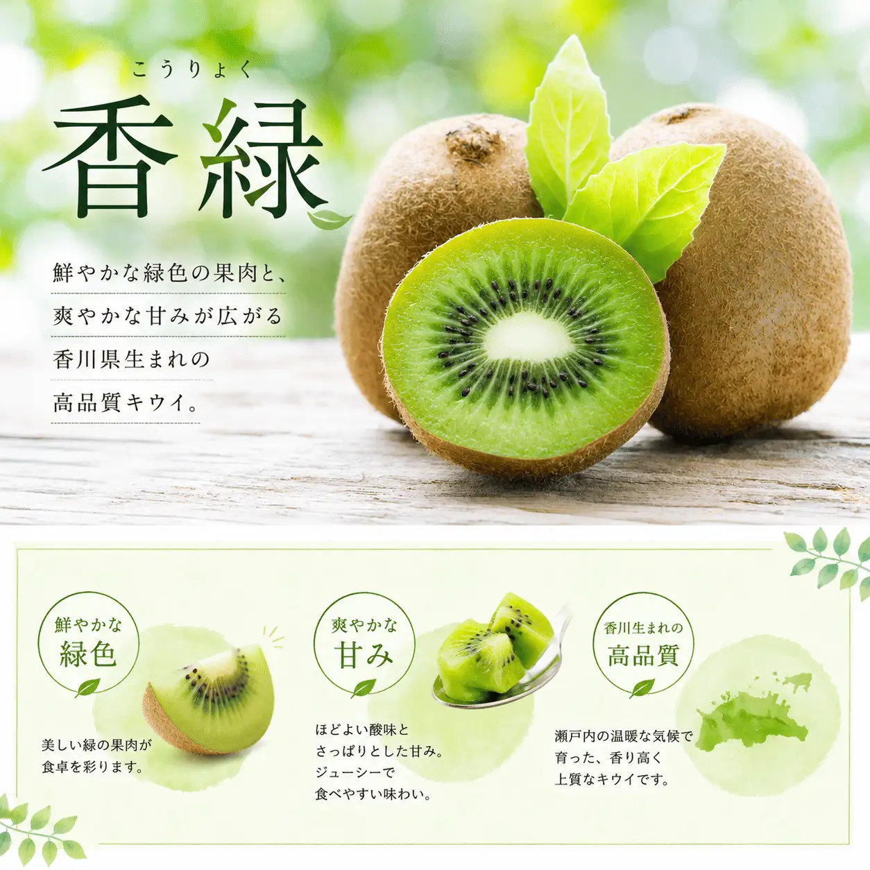 【12月中旬より発送】 キウイ 香緑 約1.0kg 