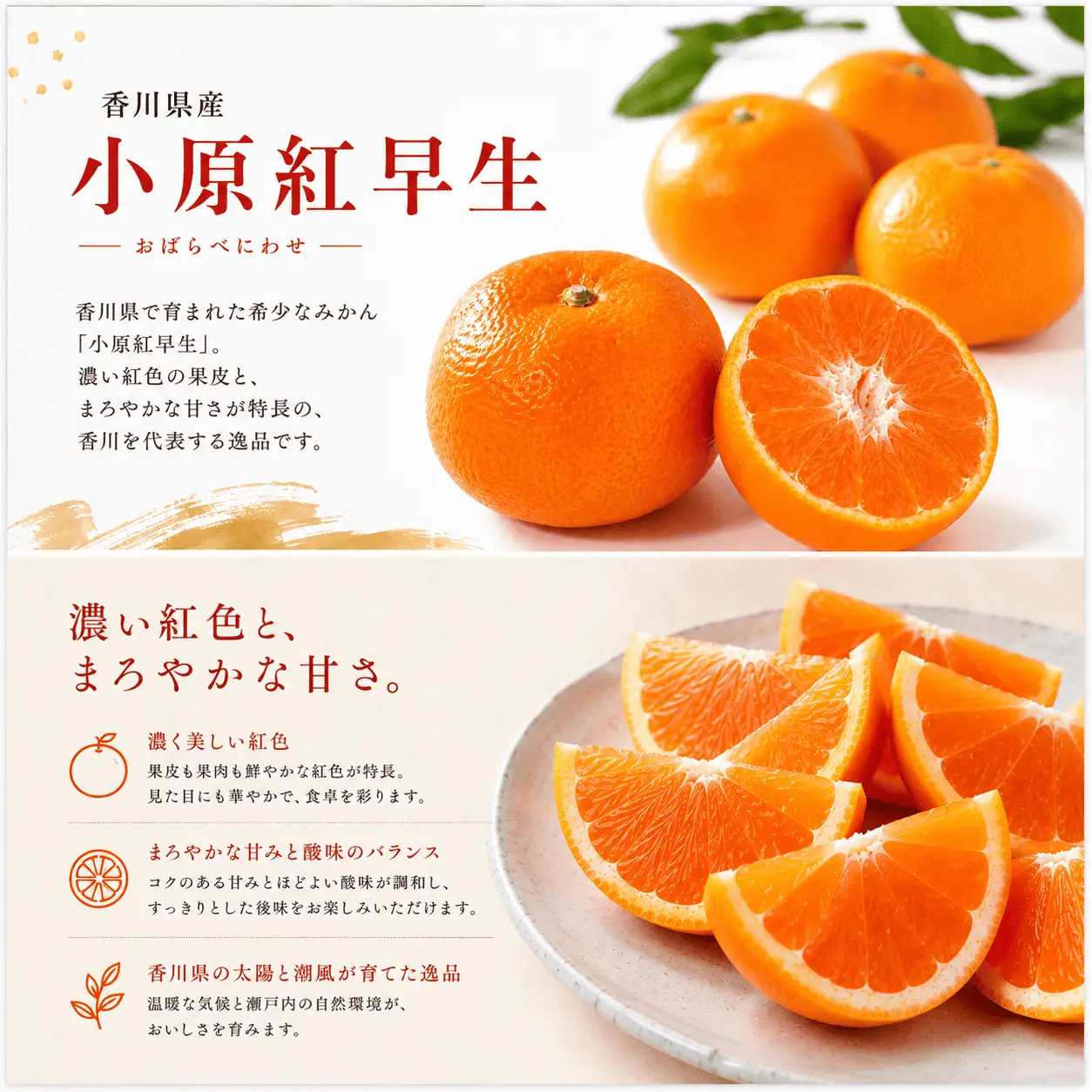 【11月中旬より発送】 小原紅早生 約2.0kg みかん 