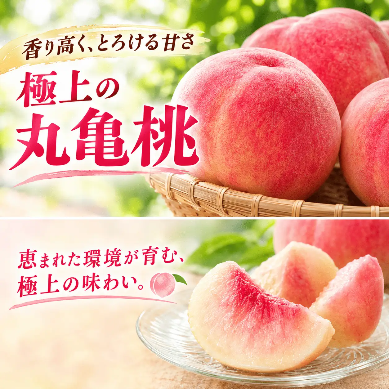 【6月下旬より発送】 桃 約1.2kg 丸亀桃 