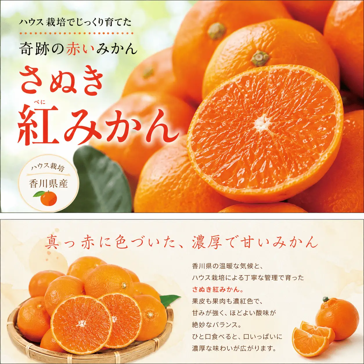 【6月中旬より発送】【訳あり】 みかん ハウスさぬき紅みかん 約1.0kg 