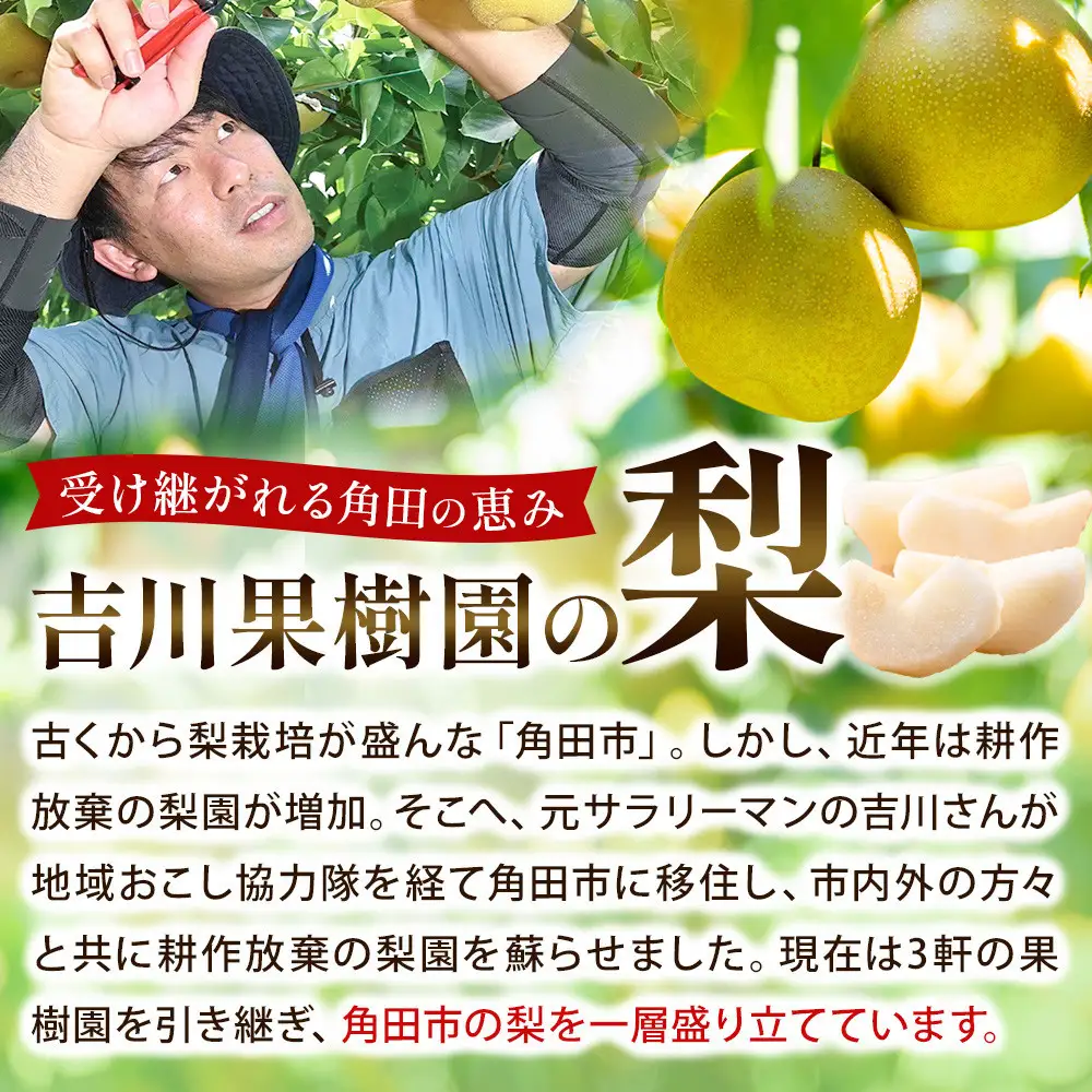  梨 豊水 約3kg 6～8玉 吉川果樹園 9月下旬～順次発送