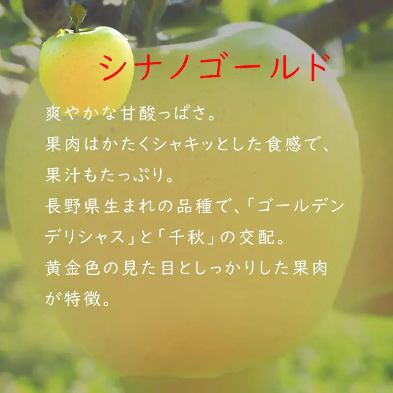 【2026年 先行予約 令和8年産】 りんご 5kg 【若手生産者応援】 シナノゴールド 伊藤 快 贈答用 果物 フルーツ 先行 予約 信州 麻績村