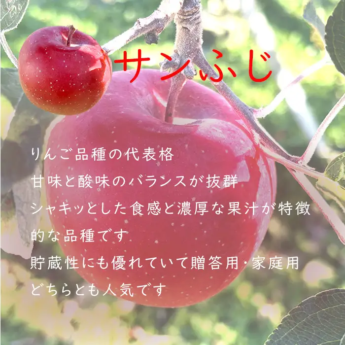 【2026年 先行予約 令和8年産】 りんご 5kg 期間限定 【若手生産者応援】 ふじ サンふじ 伊藤 快 贈答用 果物 フルーツ 先行 予約 信州 麻績村