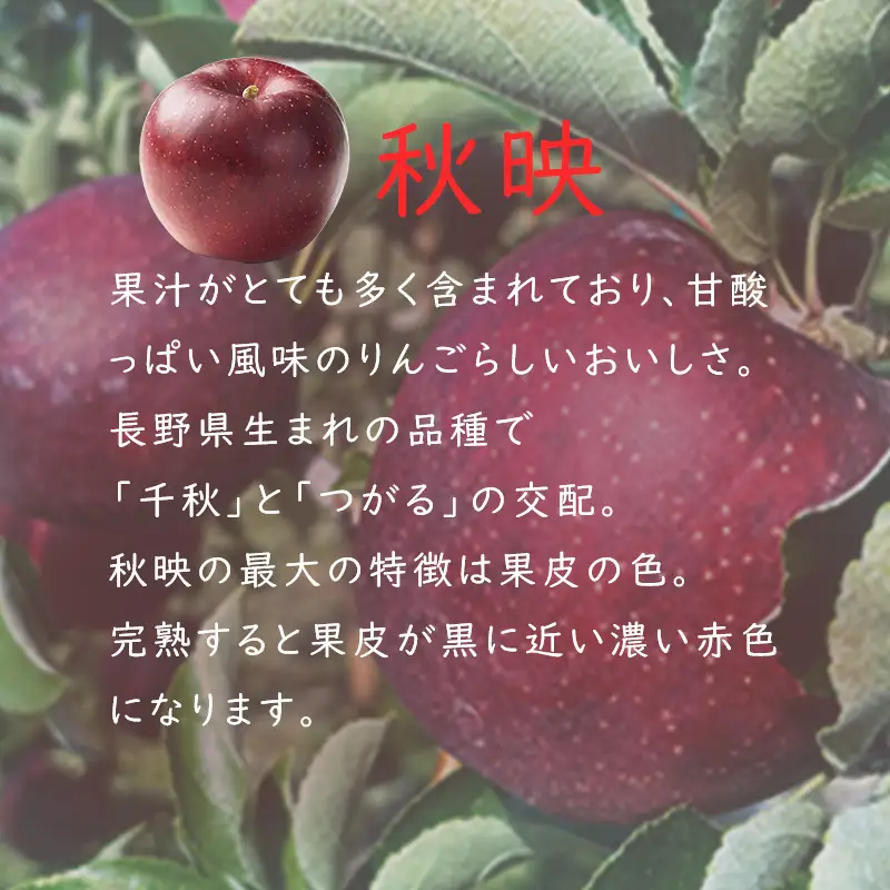【2026年 先行予約 令和8年産】 りんご 5kg 【若手生産者応援】秋映 川上啓介 贈答用 果物 フルーツ 先行 予約 信州 麻績村