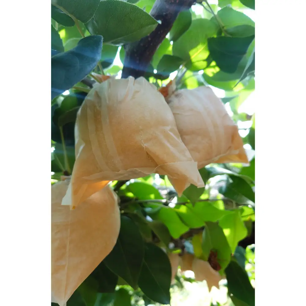 三ツ田農園 新興梨(赤秀)3kg(10月上旬から発送）