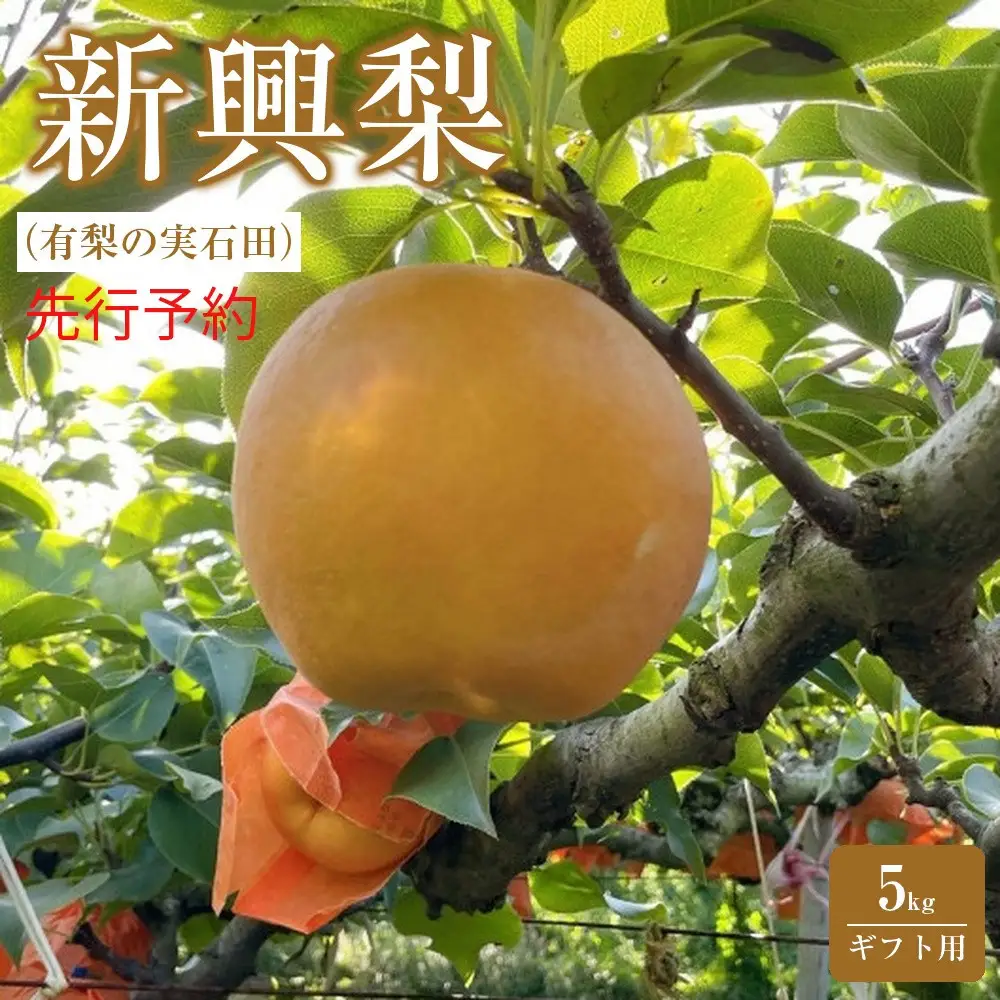 有梨の実石田 新興梨(ギフト用)5kg(10月中旬から発送）