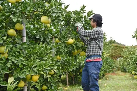 土佐文旦 3kg 人気の文旦 文旦