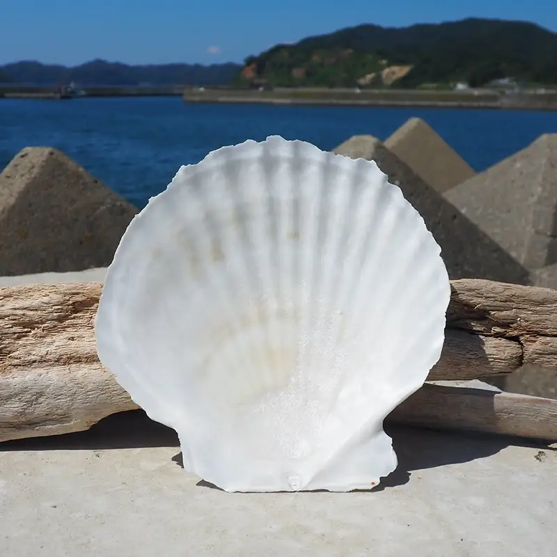 ほたての貝殻（特大）【ひらない暮らし北限椿舎】 ホタテ 貝殻 特大 サイズ 殻 インテリア 食器 皿 グラタン皿 アウトドア キャンプ 工作 材料 ハンドメイド 青森県 平内町 F21J-369