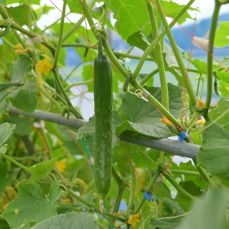 きゅうり 約5kg 山形県 戸沢村産 野菜 夏野菜 胡瓜 キュウリ 産地直送 F7W-0502