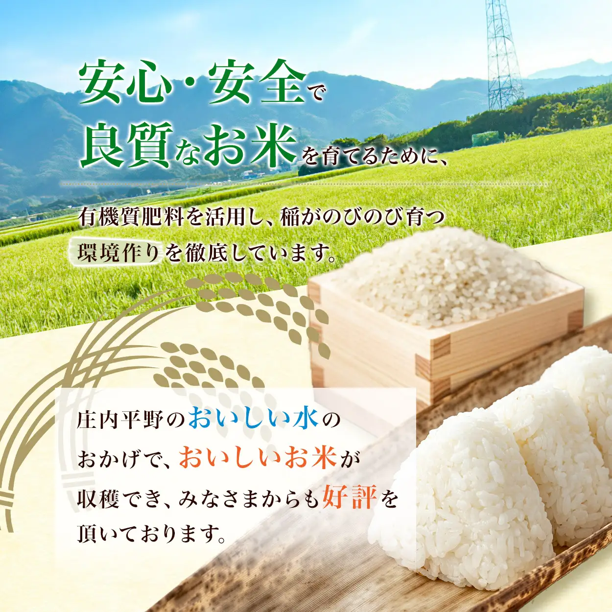 雪若丸 精米10kg(5kg×2袋) 令和8年産 新米 山形県鶴岡市 らん工房