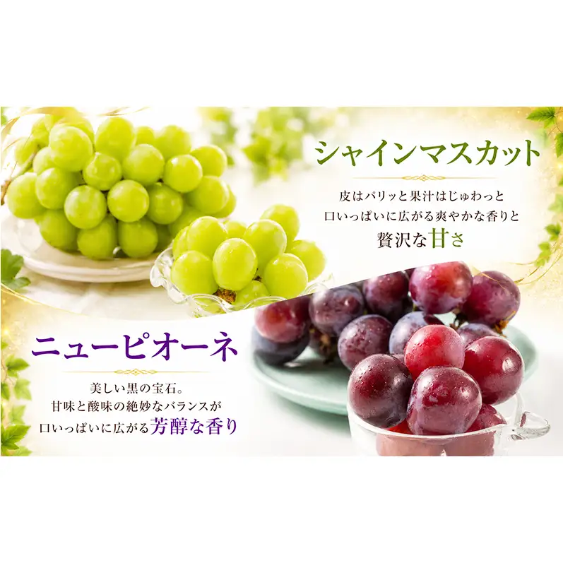 2回定期便 贈答用 シャインマスカット約2kg(3-4房)×ニューピオーネ約2kg(3-4房) 岡山県高梁市産 うめづぶどう園 化粧箱入り 葡萄 ブドウ 大粒  配送不可：北海道、沖縄、離島