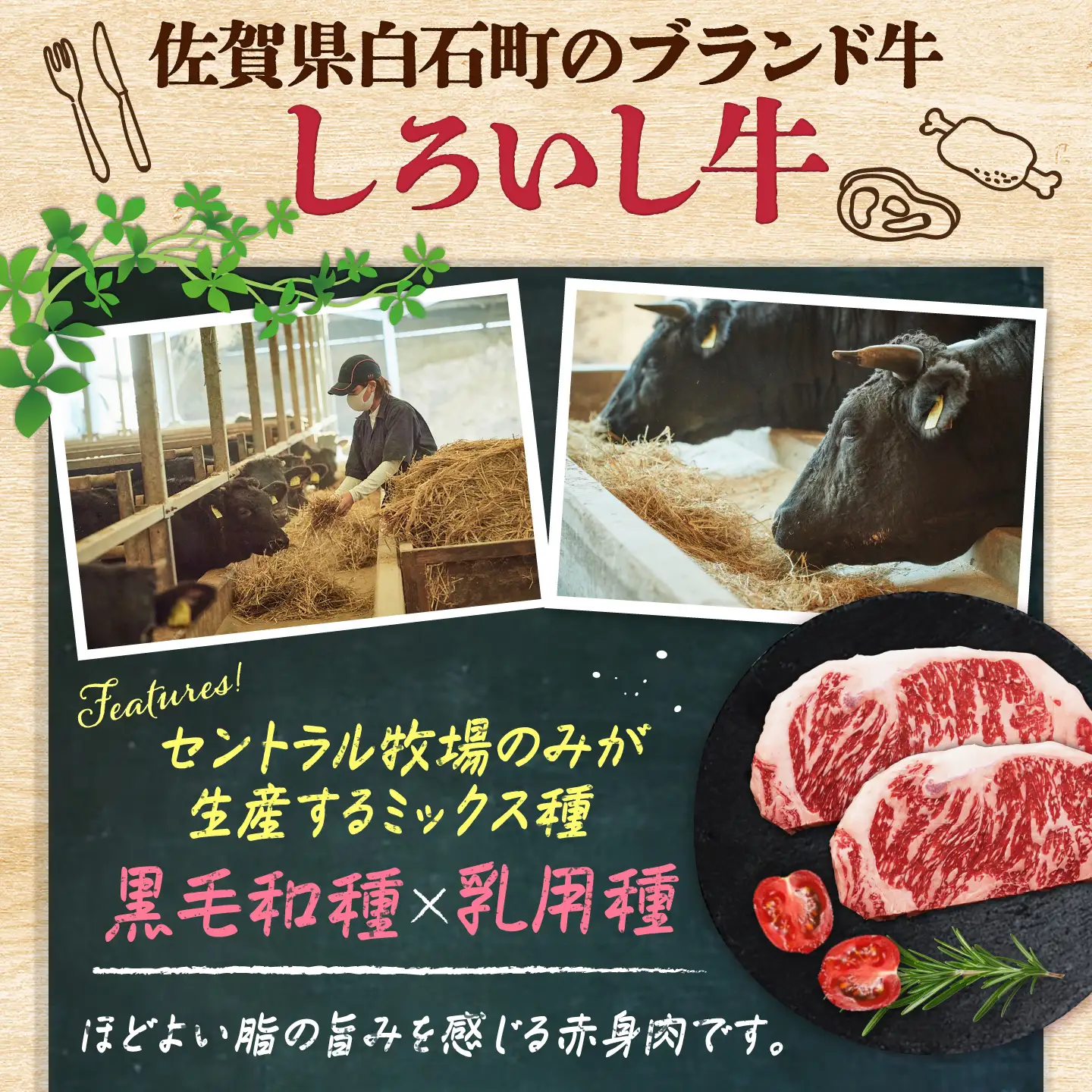 佐賀県産 しろいし牛 サーロインステーキ 600g（約300g×2枚） / 牧場直送 国産 牛肉 ステーキ サーロイン / 佐賀県 / 有限会社佐賀セントラル牧場[41ASAA314]