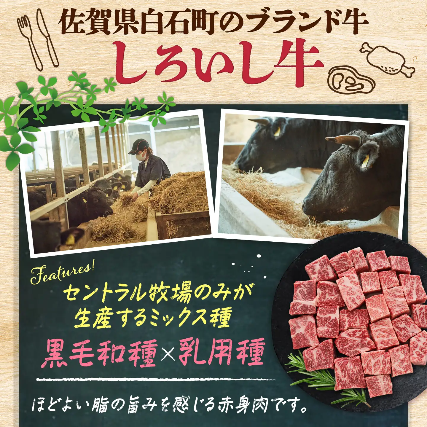 佐賀県産 しろいし牛 サイコロステーキ 500g（約2-3人前） / 牧場直送 国産 牛肉 ステーキ サイコロ / 佐賀県 / 有限会社佐賀セントラル牧場[41ASAA316]