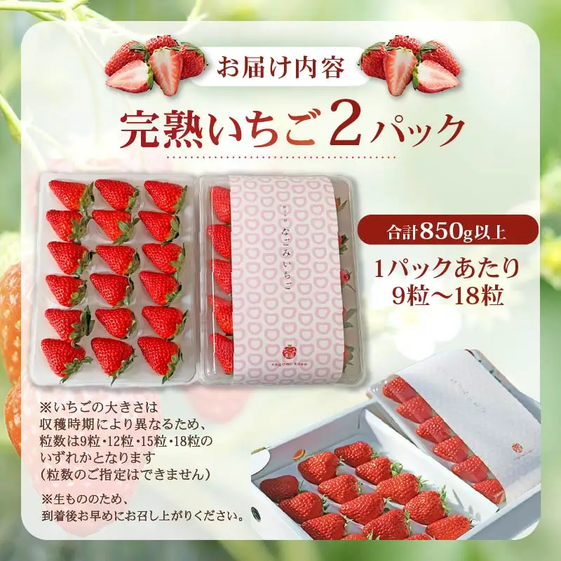 【2027年4月発送】いちご 完熟 紅ほっぺ 2パック