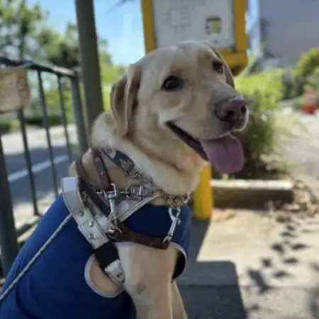 【返礼品なし】盲導犬育成へのご寄付　　　～皆様の支援が社会をつなぐ～　1万円