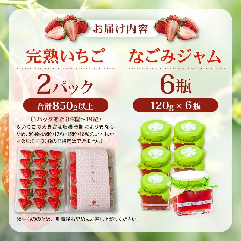 【2027年4月発送】いちご 完熟 2パック なごみジャム 6個 セット 紅ほっぺ