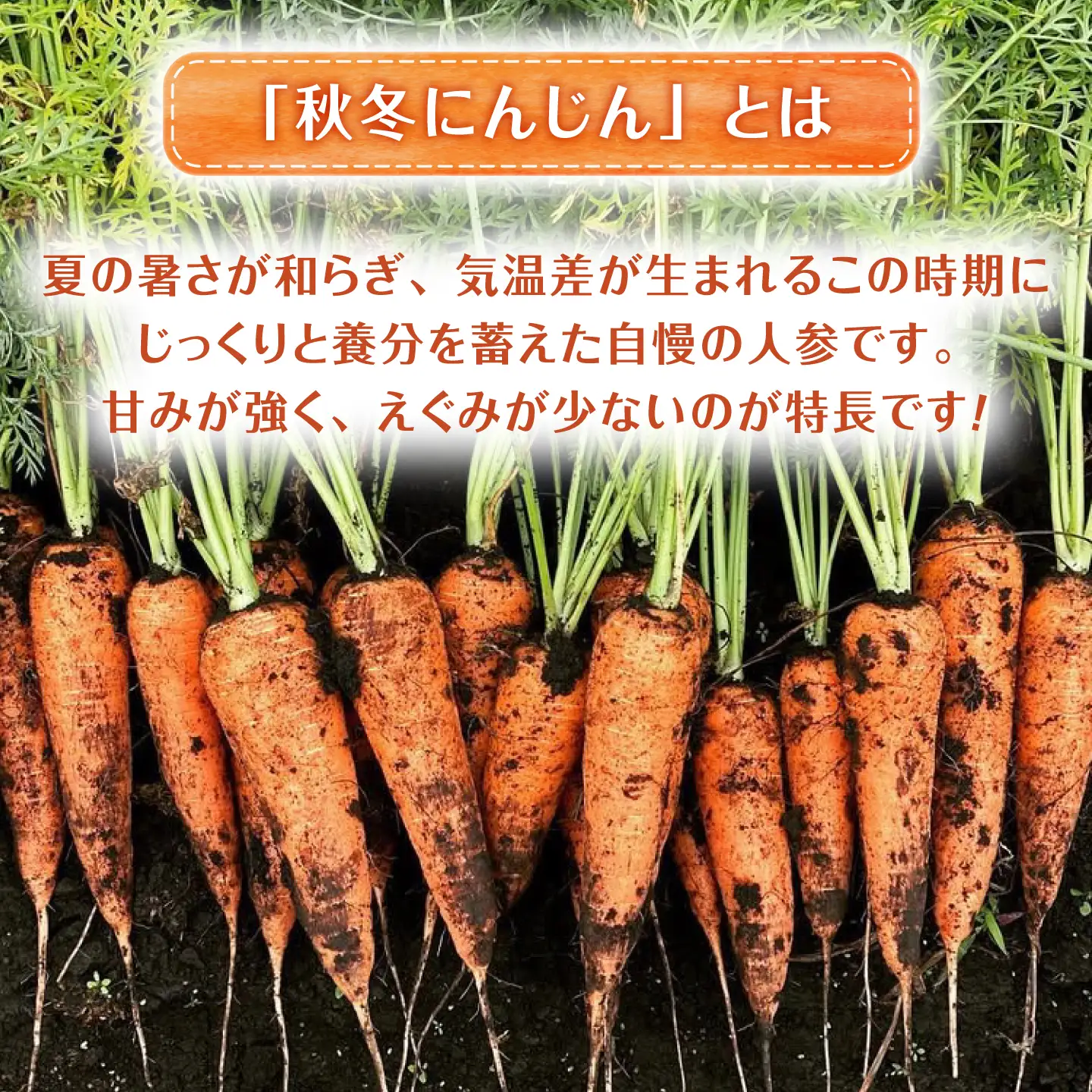 【先行予約 2026年11月より順次発送】菊陽秋冬にんじん (訳あり) 約3kg / 人参 にんじんBHDL006
