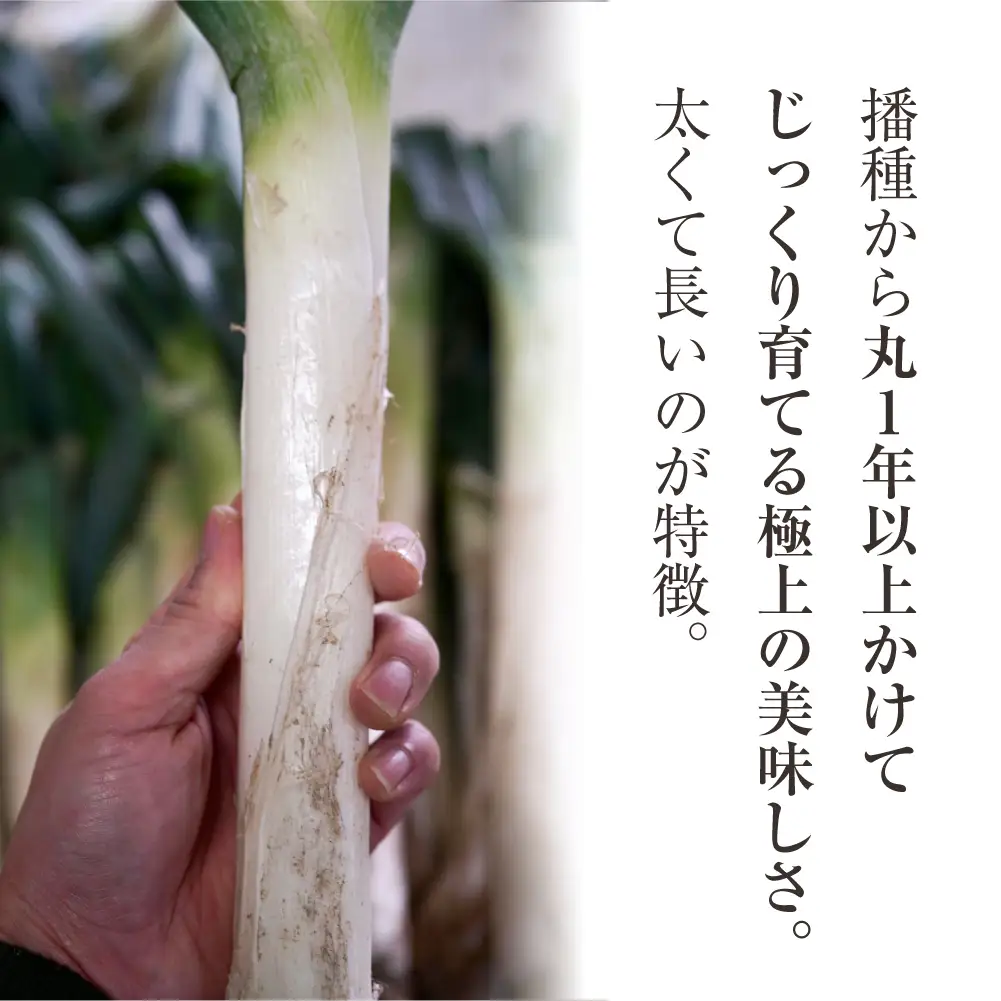【先行予約】飛騨一本葱 プレミアム5キロ（15本‐20本） 葱 ねぎ JY005