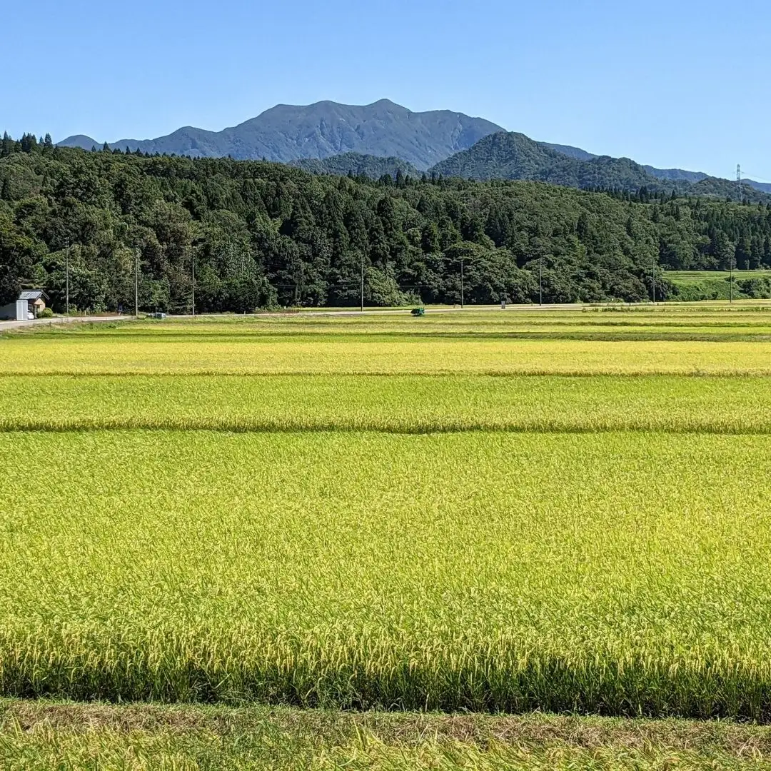 新潟県 三条市 しただ産 なつひめ 5kg 白米 新米 令和8年 新品種 産地直送 えちご三四郎