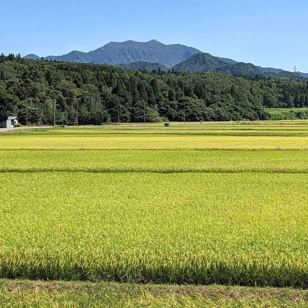 新潟県 三条市 しただ産 なつひめ 10kg 白米 5kg×2袋 新米 令和8年 新品種 産地直送 えちご三四郎