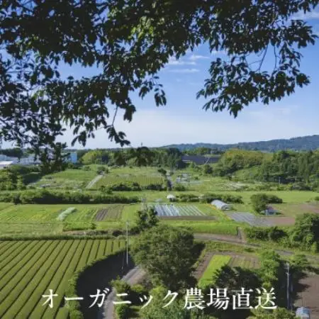 【毎月定期便】しあわせ野菜畑の有機野菜　Lセット　(安心の有機JAS認証　オーガニック野菜)全12回【4075081】
