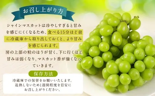 農園直送！ シャインマスカット 約1kg （ 2房 ） マスカット ぶどう ブドウ 葡萄 果物 くだもの フルーツ 果実 果汁 果肉 新鮮 直送 国産 福岡県産 冷蔵 【 2026年10月上旬頃迄発送予定 】