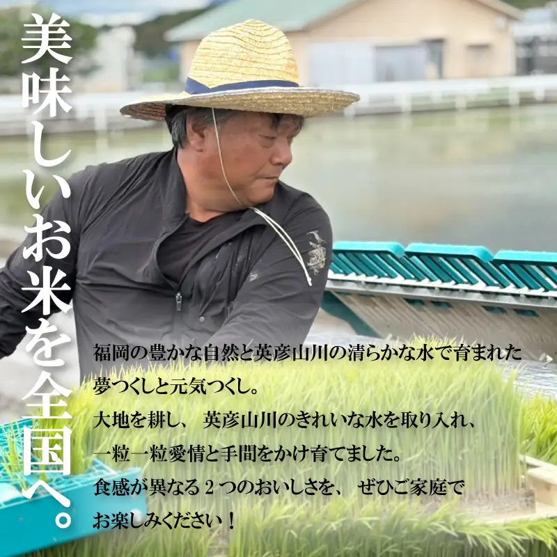 令和8年産新米 元気つくし 5kg 3回定期便|米 SNK