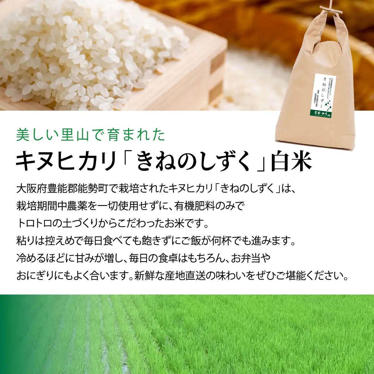 《予約受付中》令和8年産きぬひかり「きねのしずく」白米 5kg×2袋 栽培期間中農薬・化学肥料不使用 | 農園のら | 米 新米 白米 10kg キヌヒカリ 中農薬 化学肥料不使用 自然栽培 特別栽培 | おにぎり 弁当 産地直送 | 大阪府 能勢町 送料無料