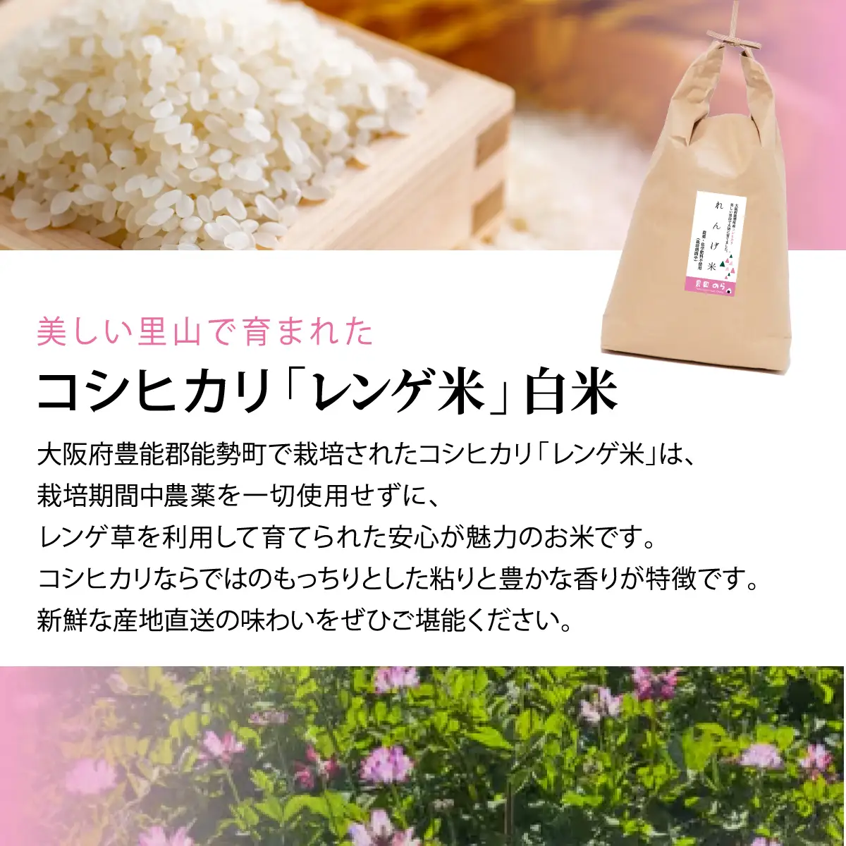 《予約受付中》令和8年産コシヒカリ「レンゲ米」白米 5kg×2袋 (栽培期間中農薬・化学肥料不使用) | 農園のら | 米 新米 白米 10kg コシヒカリ 中農薬 化学肥料不使用 自然栽培 特別栽培 | おにぎり 弁当 産地直送 | 大阪府 能勢町 送料無料