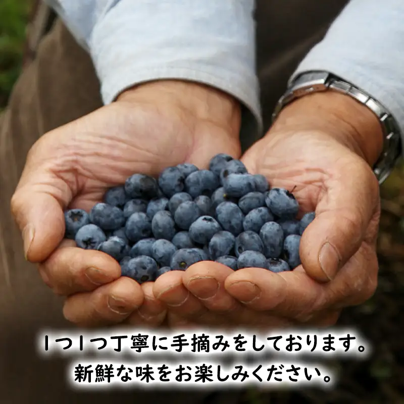 【2027年夏配送】生 ブルーベリー 計800g (400g×2パック)
