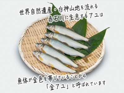 鮎 赤石川の金の鮎 真空冷凍 鮎【5尾×2パック】【冷凍】