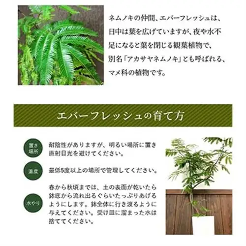 観葉植物 エバーフレッシュ7号サイズ1鉢【1764537】