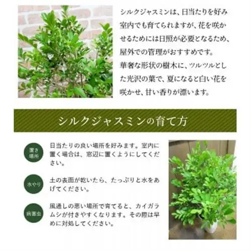 観葉植物 シルクジャスミン1鉢【1768064】