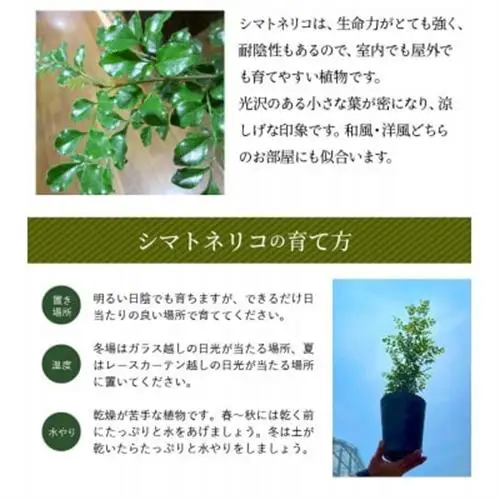 観葉植物 シマトネリコ1鉢【1768088】