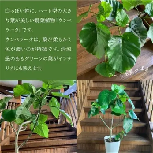 観葉植物 ウンベラータ8号サイズ1鉢【1768100】