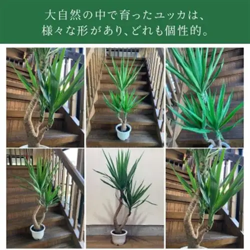 観葉植物 ユッカ1鉢【1768108】