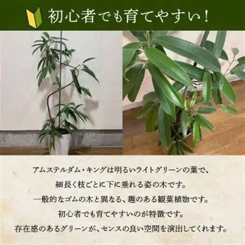 観葉植物 アムステルダム・キング1鉢【1768134】