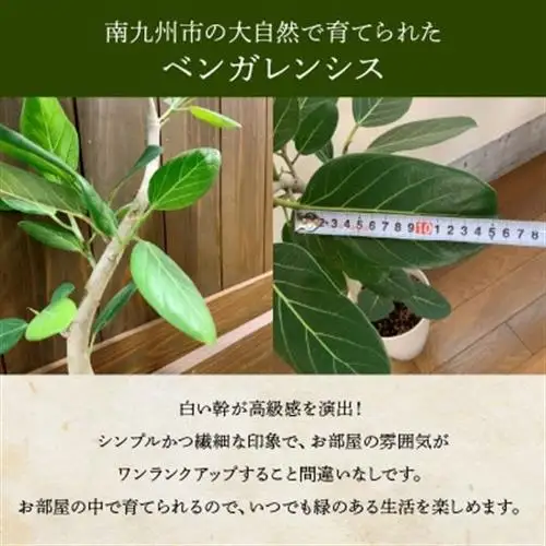 観葉植物 ベンガレンシス8号サイズ1鉢【1768376】