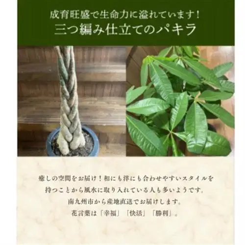 観葉植物 パキラ1鉢【1768416】