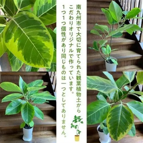 観葉植物 アルテシーマ1鉢【1768438】