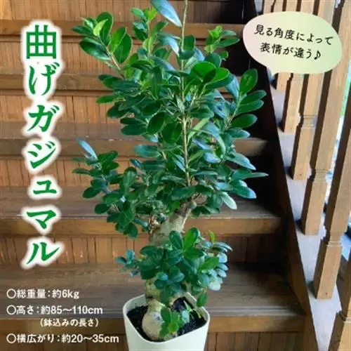 観葉植物 ガジュマル1鉢【1768451】