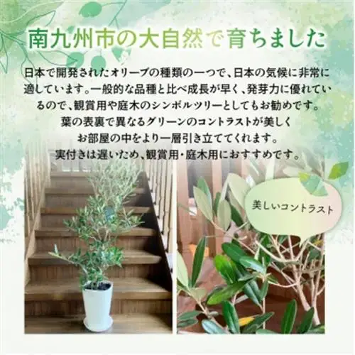 観葉植物 オリーブ(ひなかぜ)1鉢【1768457】