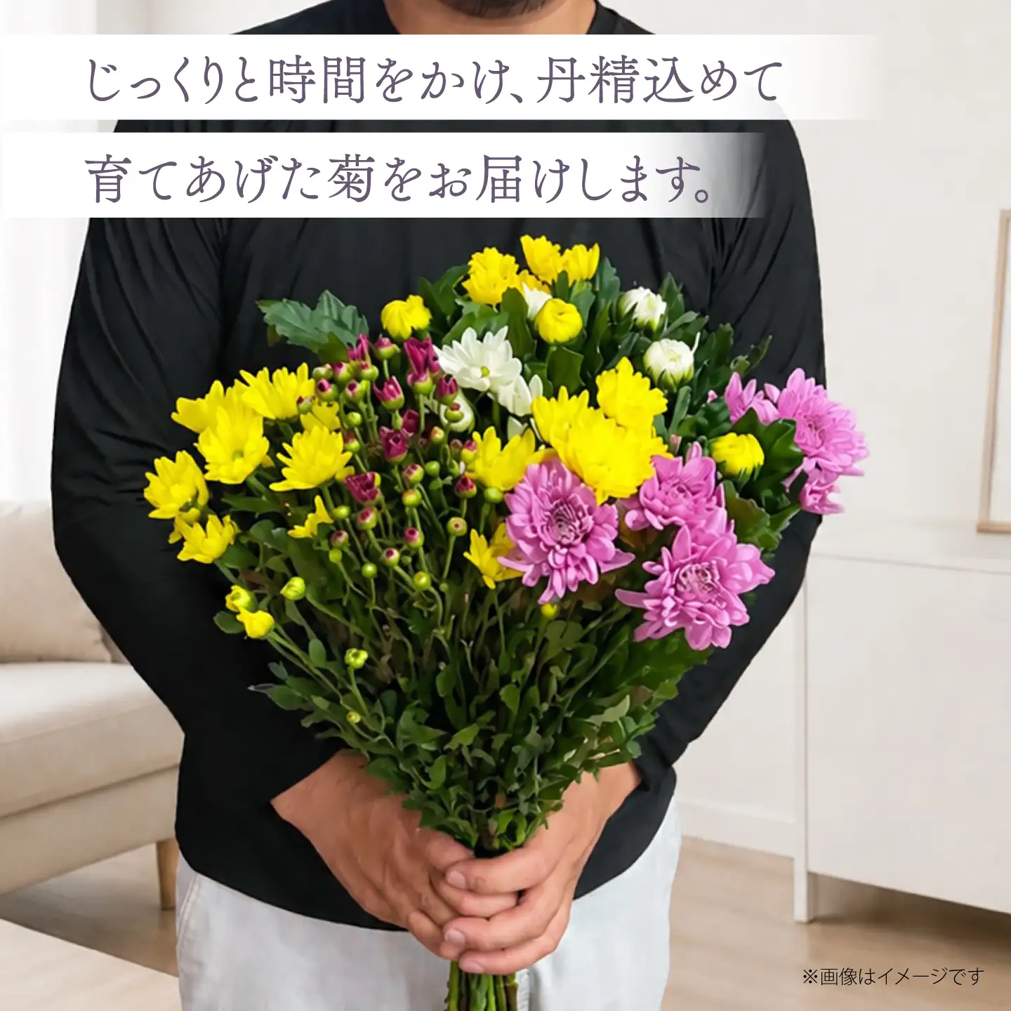 菊 15本セット 【柴田花園】 菊 生花 花[HCH001]