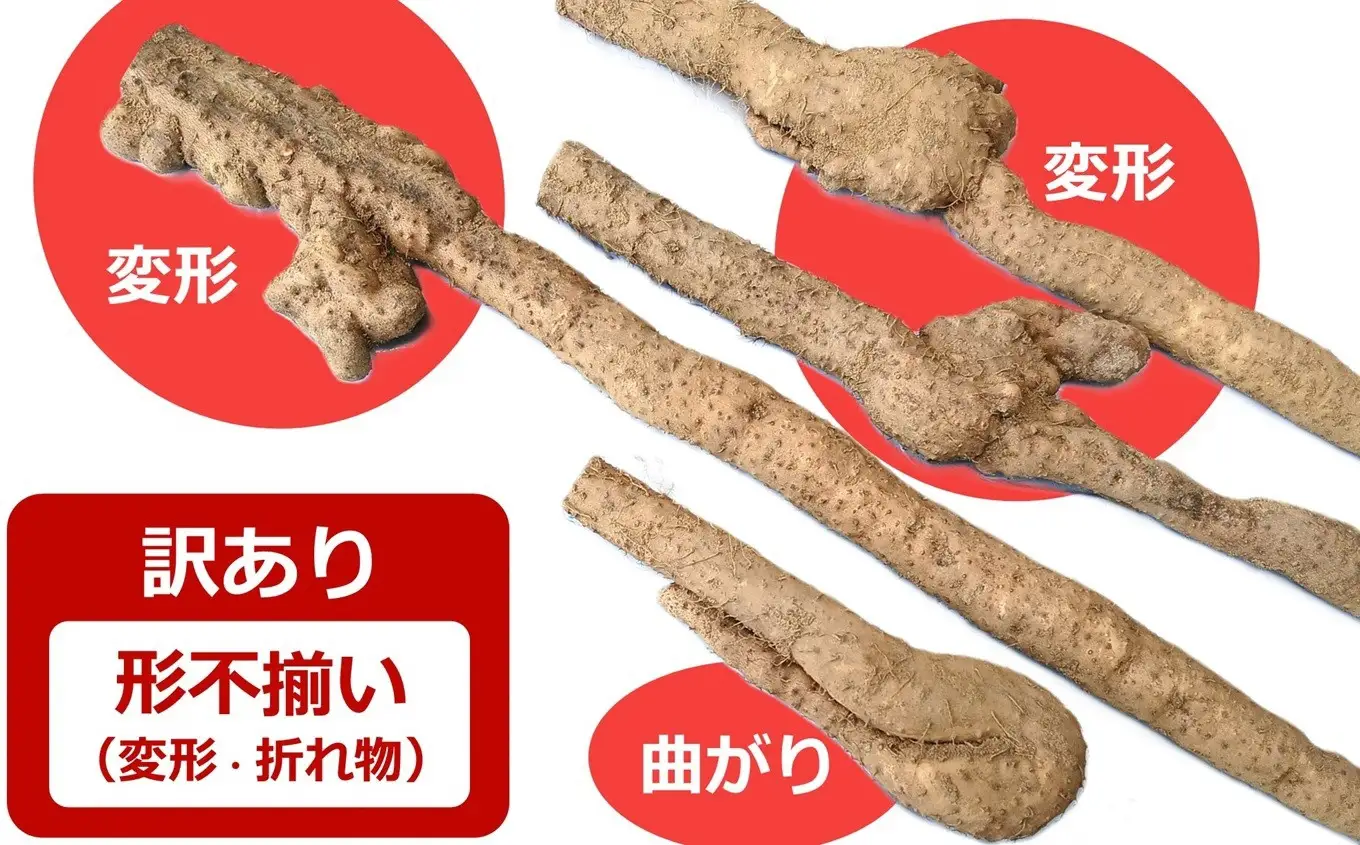 【先行予約・数量限定】小清水の自然薯 サイズ不揃い 2kg（約4～7本入） じねんじょ山芋 とろろ 訳あり[Y0629]