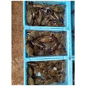 ボイル ワタリガニ 3杯 計600g 冷凍 かに カニ 蟹