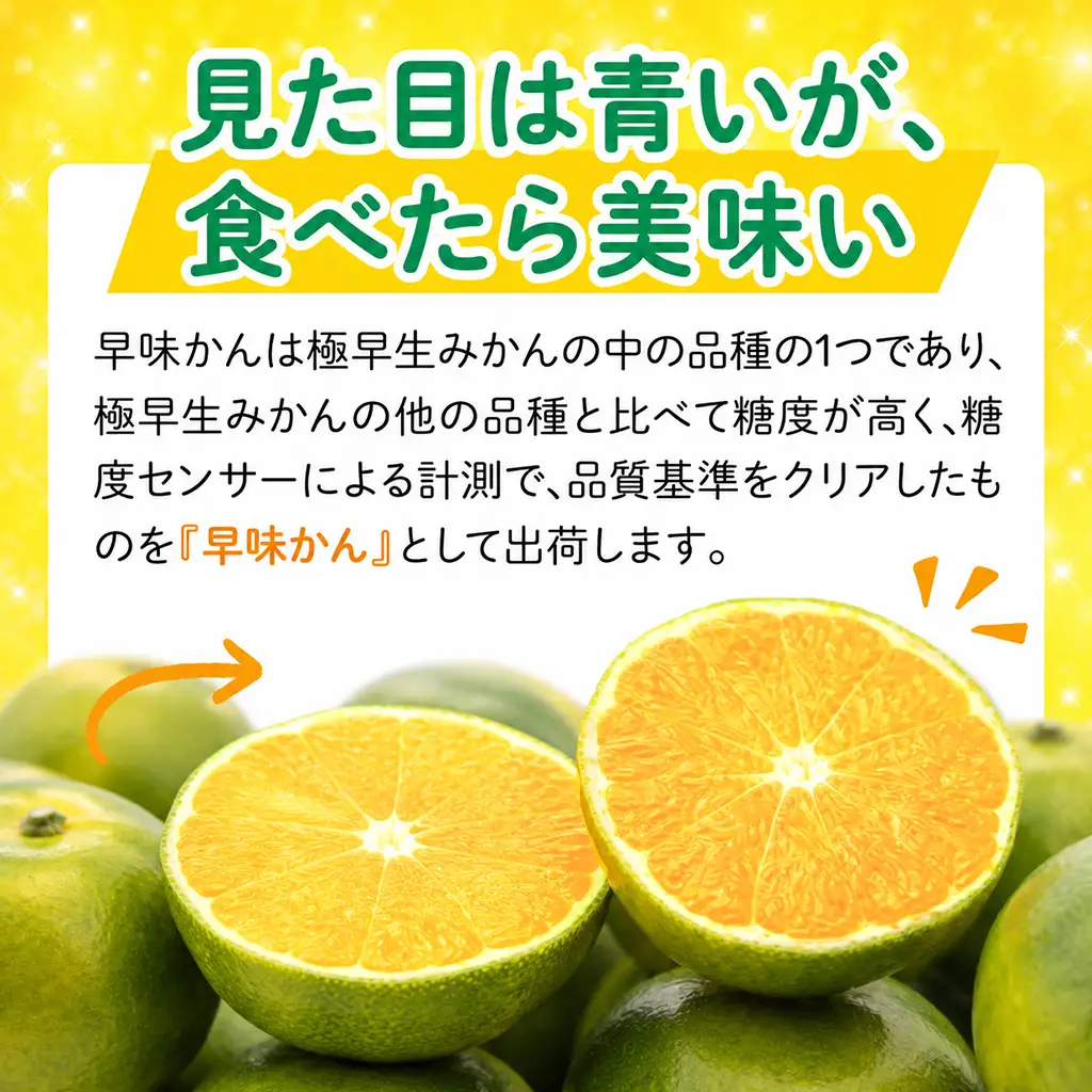 みかん 早味かん みかん約3kg【2026年9月末～10月発送】