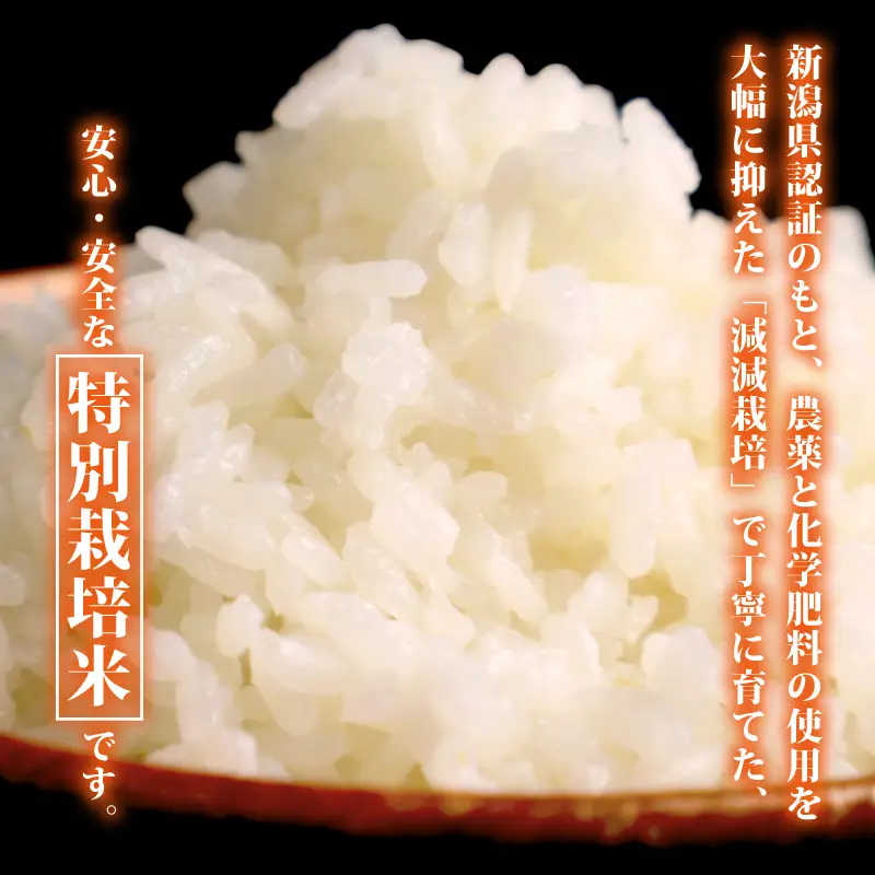 【コンテスト入賞米】 新米 特別栽培米 コシヒカリ 10kg 5kg×2袋 特栽米 新潟県産コシヒカリ 新発田産 新潟 米 アグリ中俵 新潟県 新発田市 【令和8年産 先行予約 2026年11月以降順次発送】nakatawaraKH008