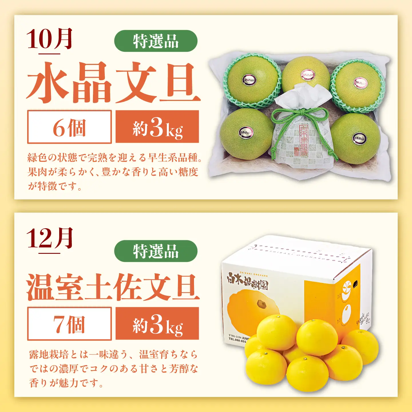 【6回定期便】文旦＆小夏バラエティ定期便 土佐の柑橘フルコース〈水晶文旦・温室文旦・土佐文旦・甘熟とさ小夏・土佐小夏〉くだもの 定期【白木果樹園】[BQAI062]