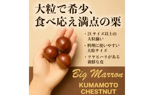 生栗 クリ 大粒 2L以上 約3kg くり 栗 栗ご飯 秋 旬 果物 くだもの 果実 国産 熊本県産 【 2026年9月上旬から10月上旬発送予定 】