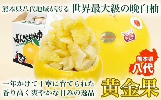 晩白柚 2L サイズ 2玉 約4kg 柑橘系 柑橘類 柑橘 果物 くだもの フルーツ 果実 果汁 果肉 国産 熊本県産 【 2026年12月上旬から2027年2月下旬発送予定 】